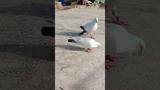 Raftaar 🕊️🪽💀💀🕊️🪽🥷🥷💪💪💪💪💪 #kabutarandekabdetehain #pigeon
