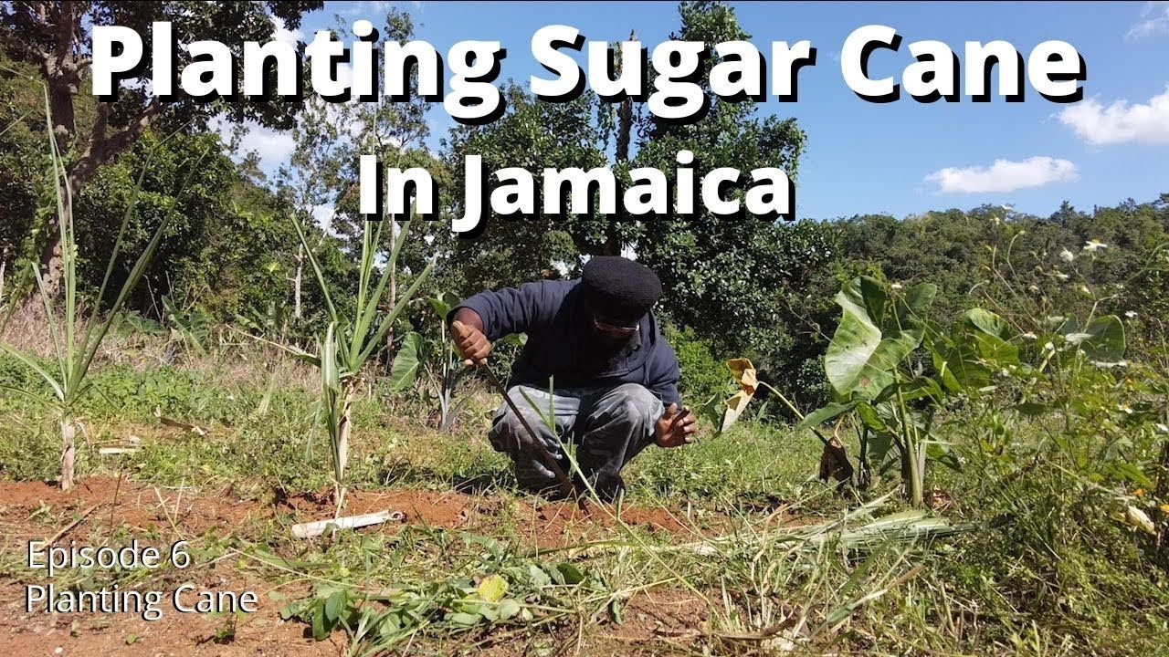 Planting Sugar Cane In Jamaica Youtube