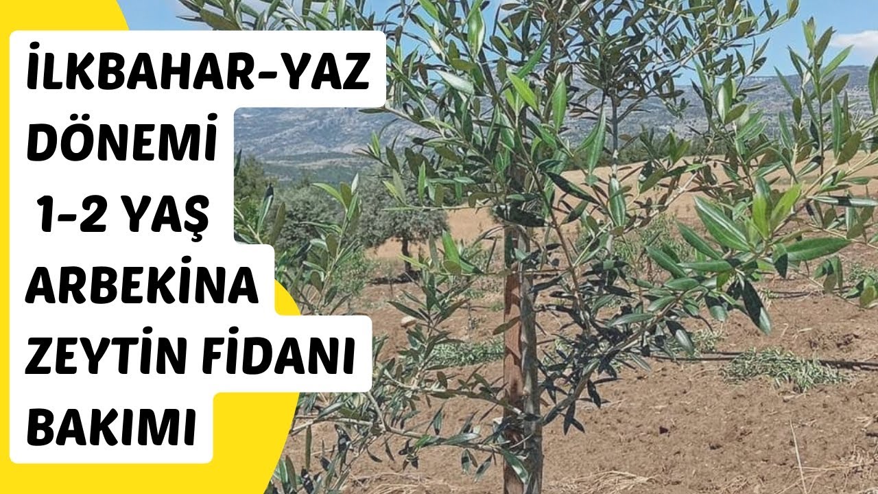 Arbekina Zeytin Fidanı 1-2 Yaş İlkbahar&Yaz Dönemi Bakımı Toprak işleme, Ot biçme, İlaçlama ve Gübre