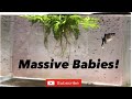 GUPPY GIVING BIRTH | MASSIVE BABIES!