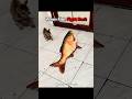 When Fish Fight Back 🥊 #FunnyCats #Phonk #Aura