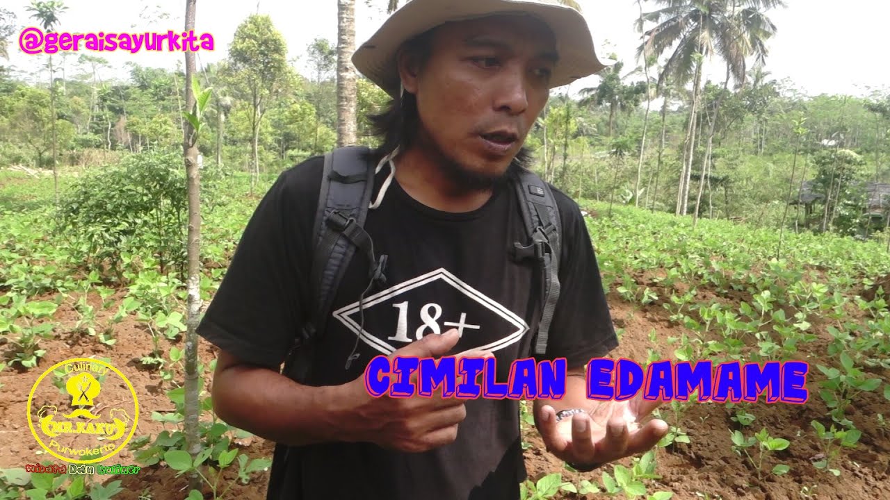 CARA MENANAM KEDELAI EDAMAME 