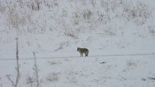 Coyote Howls in response to a Dog Barking and Intrusion to its Territory (2025 February 12)