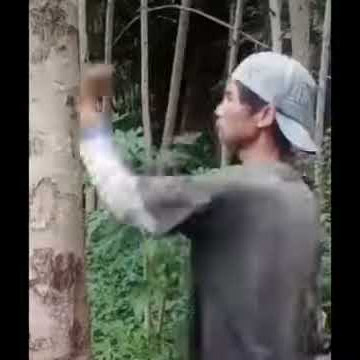 mentahan orang pukul pohon yang lagi viral di tiktok