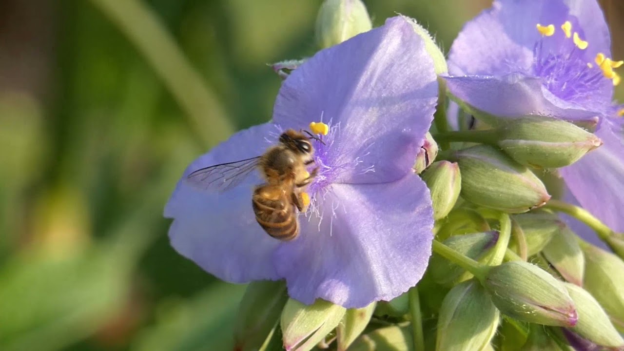 Japanese Honeybees Visit Bluejacket Flowers 240fps