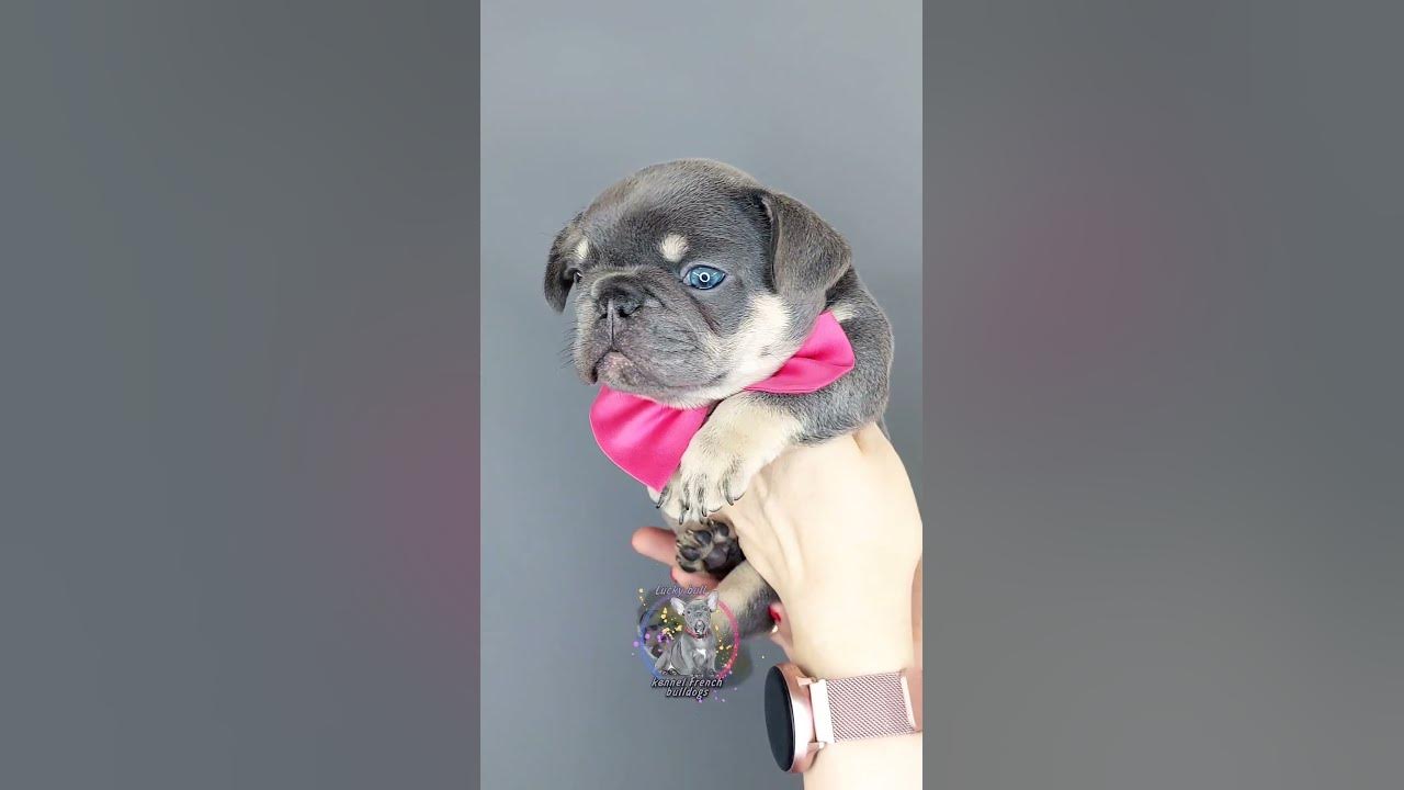 Голубой французский бульдог🩵👔♂️ - YouTube