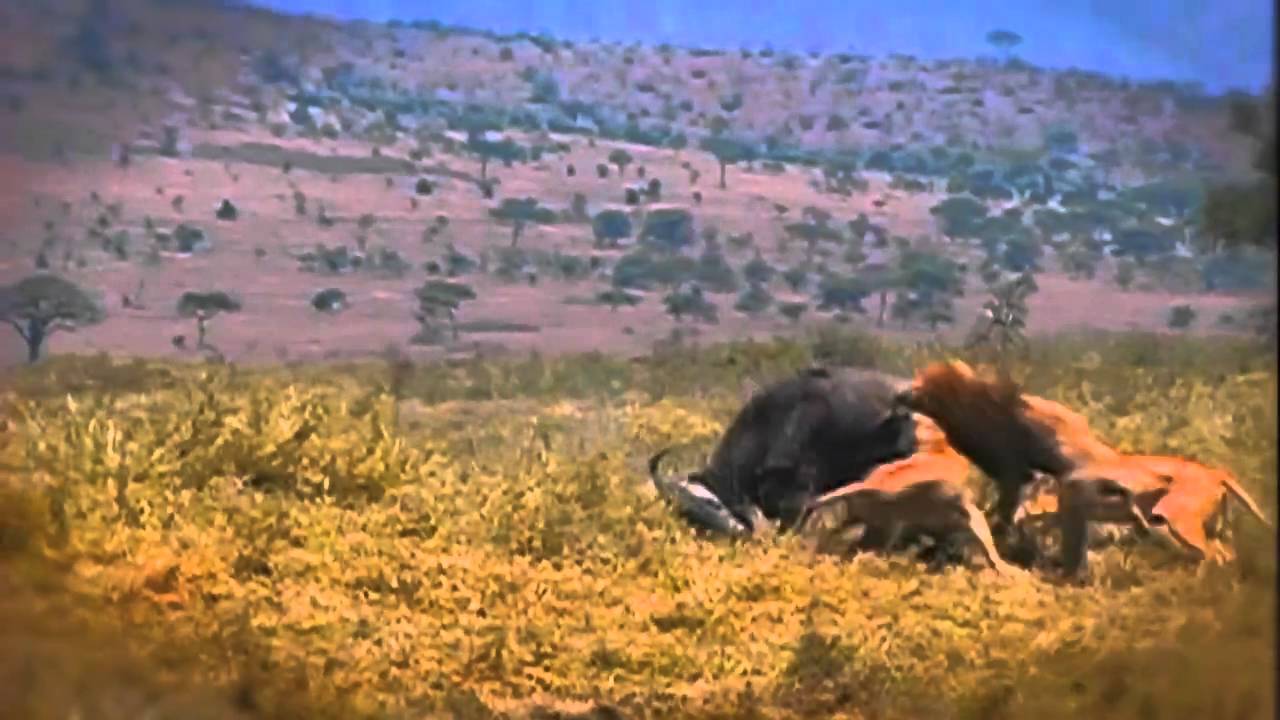 nat geo history books Deadly Instinct: Lions
