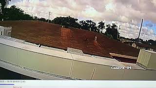 Captura Del Azul De La Buchera