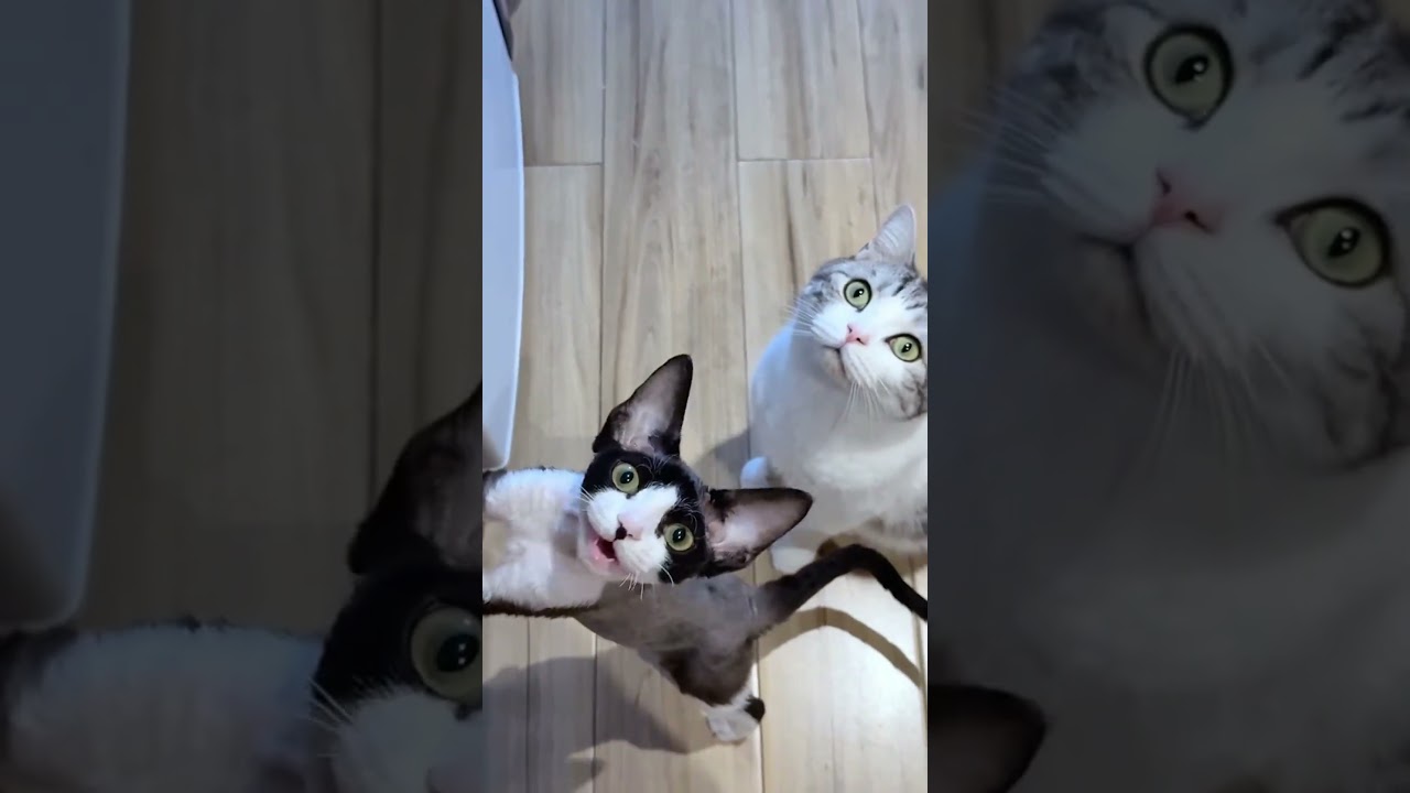 I think my car is broken.It isn't meowing.