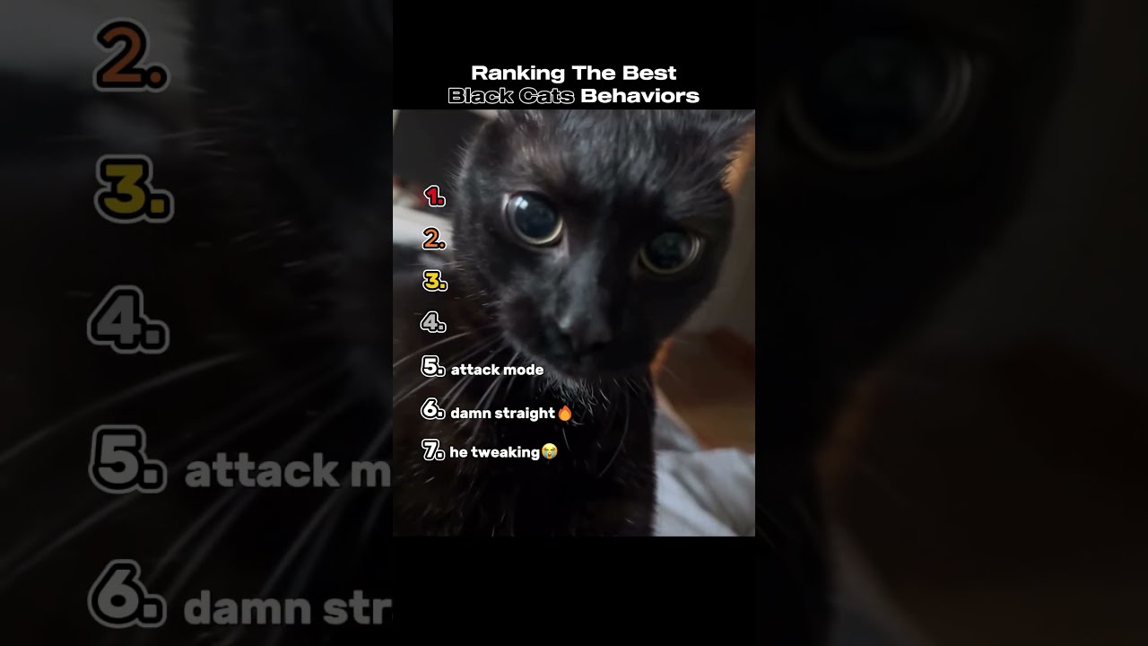 Ranking The Best Black Cats Behaviors