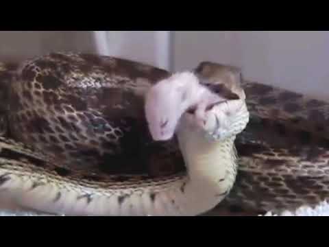 Gopher snake swallows rat alive 4 (feet first) _ reupload