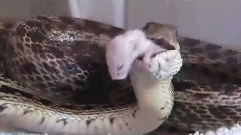 Gopher snake swallows rat alive 4 (feet first) _ reupload