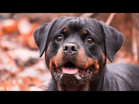 Rottweiler Food Diet Chart