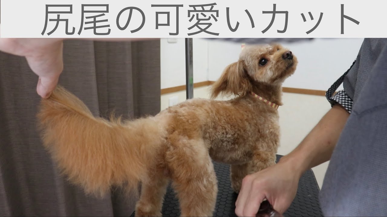 可愛い尻尾カット 兵庫ペット医療センター トリミング 尼崎 犬動画 Happy Dog Glooming Youtube