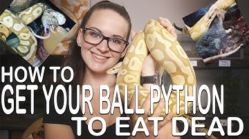HOW TO GET YOUR BALL PYTHON TO EAT DEAD (5 easy steps)