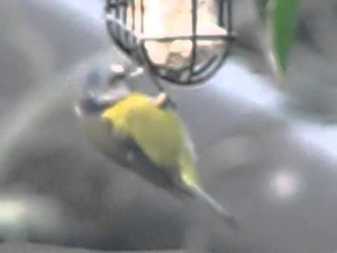 watershed British Birds UK ~ The Blue Tit