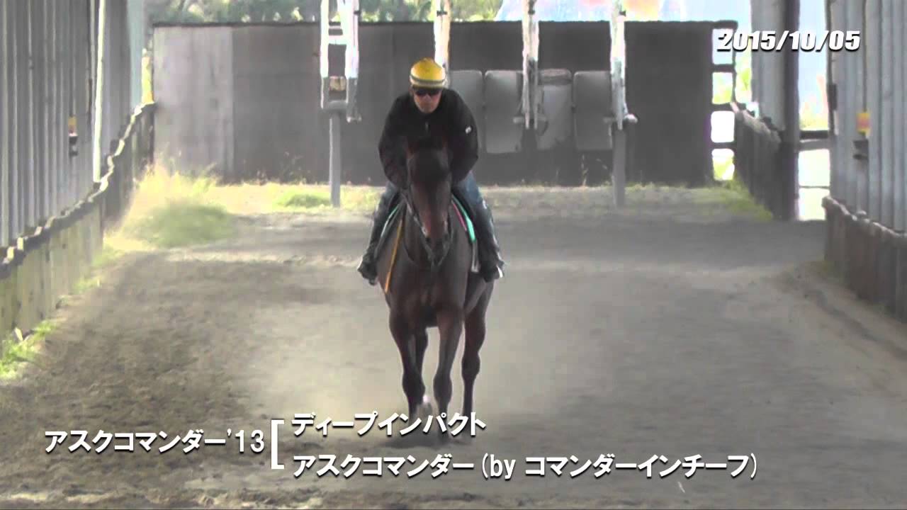 来季のディープインパクトの種付料は？ | 広尾サラブレッド倶楽部