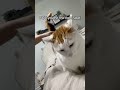 #funny #cat #pets #animals #dog #cute #cats #memes #dogs #funnyanimals