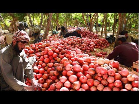 How To Harvest Pomegranate? Pomegranate Harvesting Pomegranate Farming Pomegranate Juice Processing