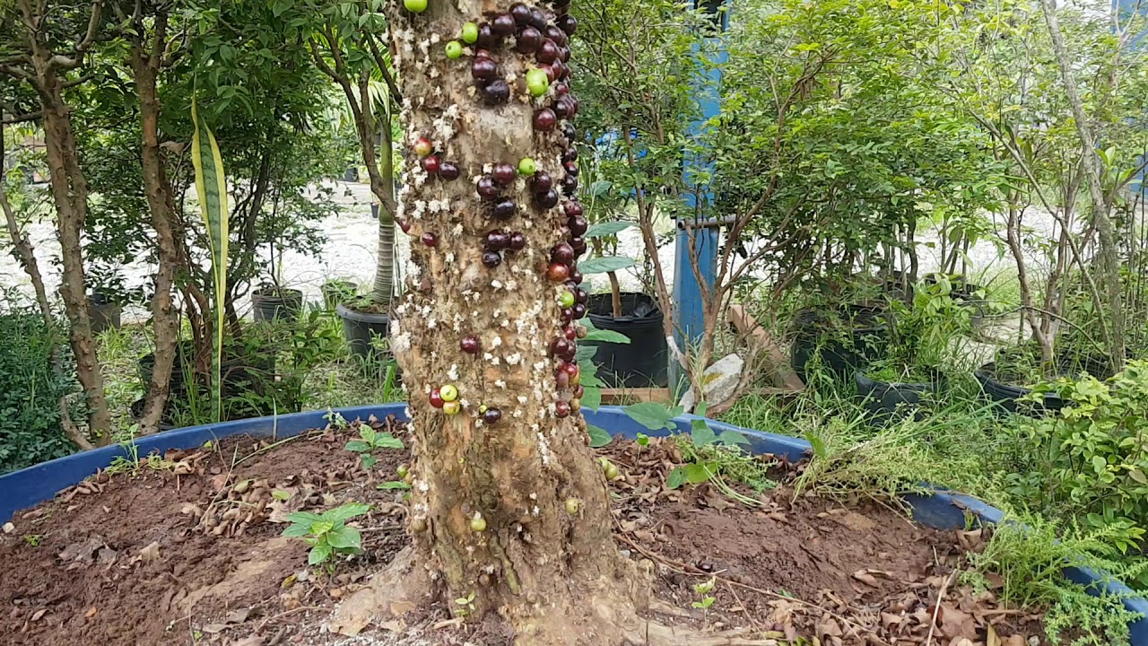 COMO MUDAR ARVORES DE JABUTICABA SEM MATA-LA