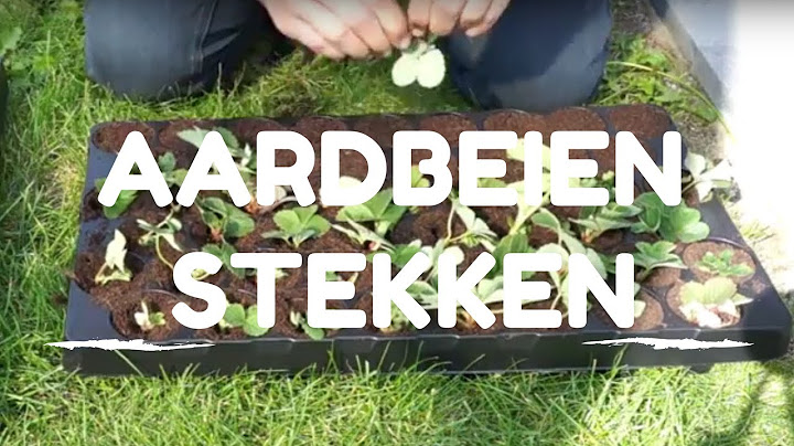 Toms Moestuin 2017: Aardbeien uitlopers stekken / vermeerderen
