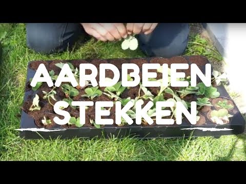 Toms Moestuin 2017: Aardbeien uitlopers stekken / vermeerderen