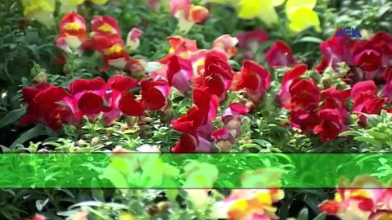 Episode 06–Nabtat EL Zieena Program | الحلقة السادسة - برنامج نباتات الزينة