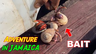 We Used Hermit Crabs to Catch Tropical Fish!