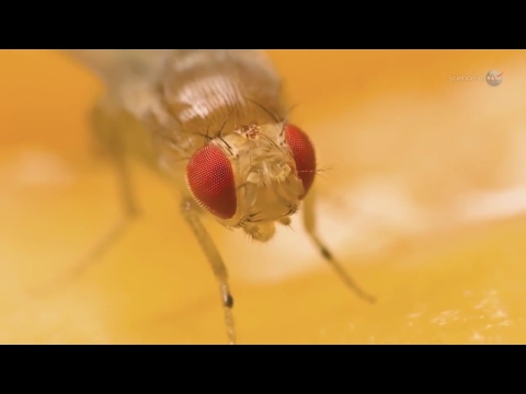 Fruit Flies on the ISS - Effect of spaceflight on the human body - Science at NASA