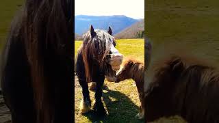Little and Large in the meadow of love shorts horse horses  pony ponies funnyhorse