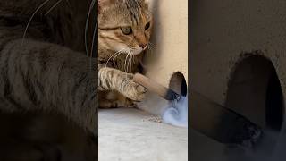 Clever Cat Uses Smoke To Catch A Mouse
