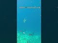 Maldives 🇲🇻 spotted eagle ray ❤️‍🔥 #maldives #divng #travel