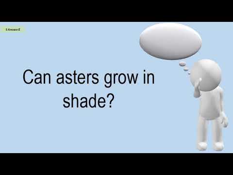 Video: L'aster può crescere all'ombra?