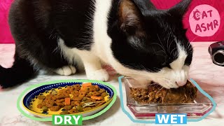 CAT ASMR Comparing the sounds of a cat eating crunchy and wet food!  [Eating sound]