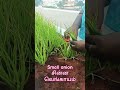 madi thotam #terracegarden #madithottam #smallonion
