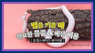 뱀을 키울 때 필요한 물품 & 예상 비용 (콘/킹스네이크) -베이비편-