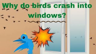 why birds crash into windows?