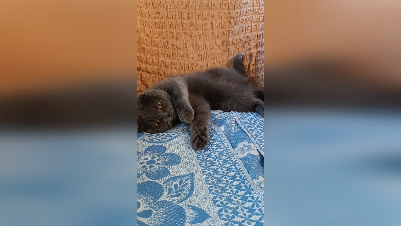 Пісня коляду для вас співаю