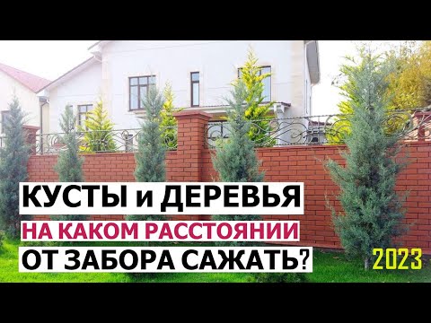 На каком расстоянии от границ участка можно сажать кусты и деревья?