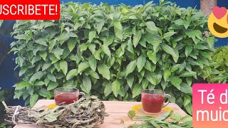 Tea and pruning of the muicle plant 🍵🌱 | My beloved garden #muicle #garden #plants