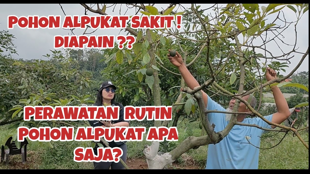 Perawatan Rutin Pohon Alpukat di Specta Farm & Treatment jika Pohon Sakit terkena Jamur Phytophthora