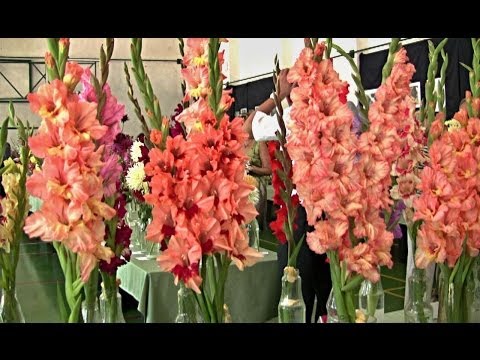 Video: Gladioli (90 Fotografií): Ako Vyzerajú žiarovky špajle? Ako To Propagovať? Kvety Podobné Mečíkom, Krásne Kompozície V Záhrade