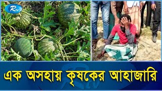 প্রায় এক হাজার তরমুজের চারা উপরে ফেললো প্রকৌশলী, কৃষকের মাথায় হাত | Watermelon | Rtv Exclusive