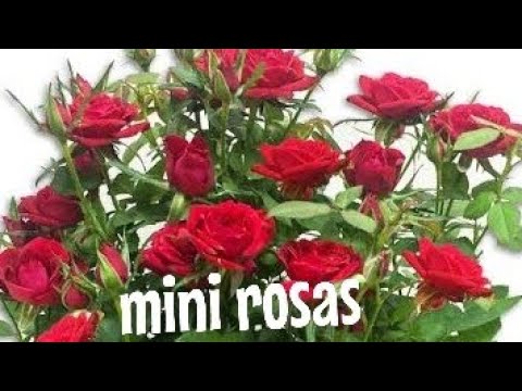 👉como cultivar mini rosas! fiz explodir de flores! jardim vertical com40  vasos colorido de #plantas - thptnganamst.edu.vn