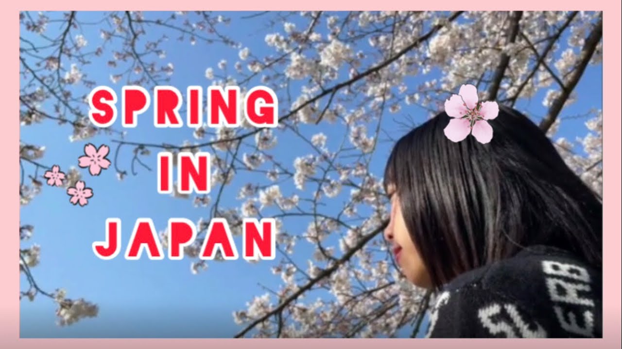 🇯🇵 Cherry Blossom Season in Japan: Exploring the Beauty of Spring 🌸