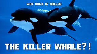 Why the Orca is Called the Killer Whale?