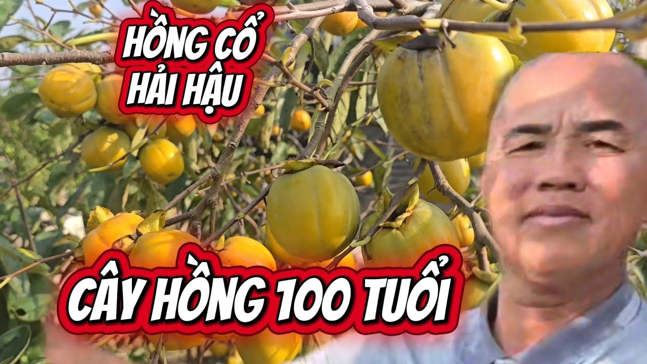 Thăm cây hồng cổ Hải Hậu 100 tuổi và nơi cung cấp cây hồng chơi tết lớn nhất miền Bắc 