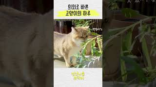의외로 바쁘다는 고양이 아침루틴
