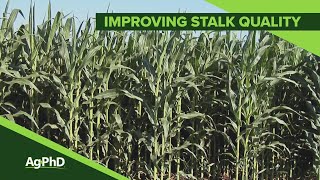 Improving Stalk Quality From Ag PhD Show 1089 Air Date 2 17 19
