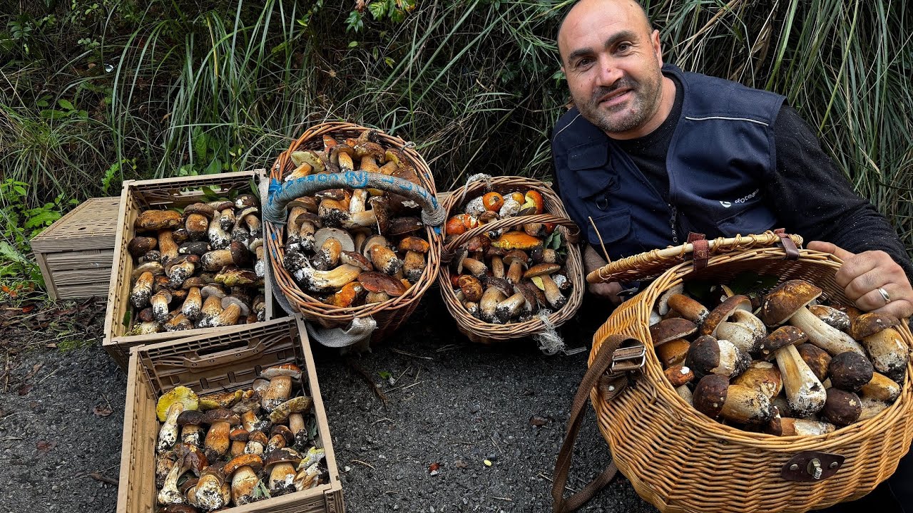 “Freddo? Fine stagione? E invece NO!I funghi si buttano fuori come matti – Novembre 2025 da record!”